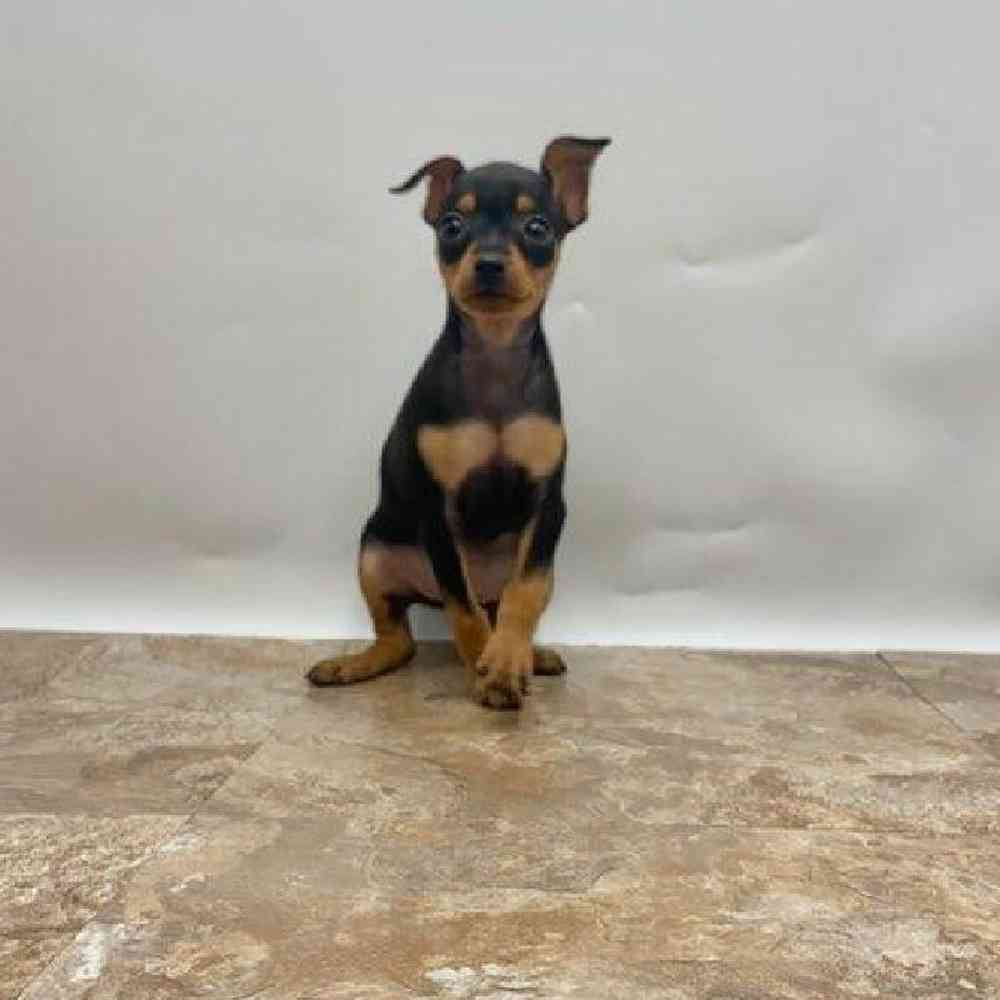 Female Min Pin Puppy for Sale in St. George, UT