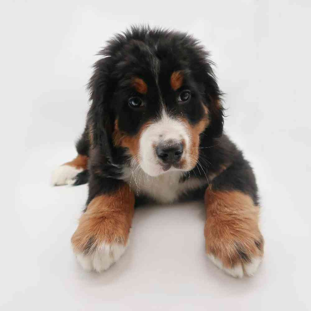 Male Bernese Mountain Dog Puppy for Sale in Henderson, NV