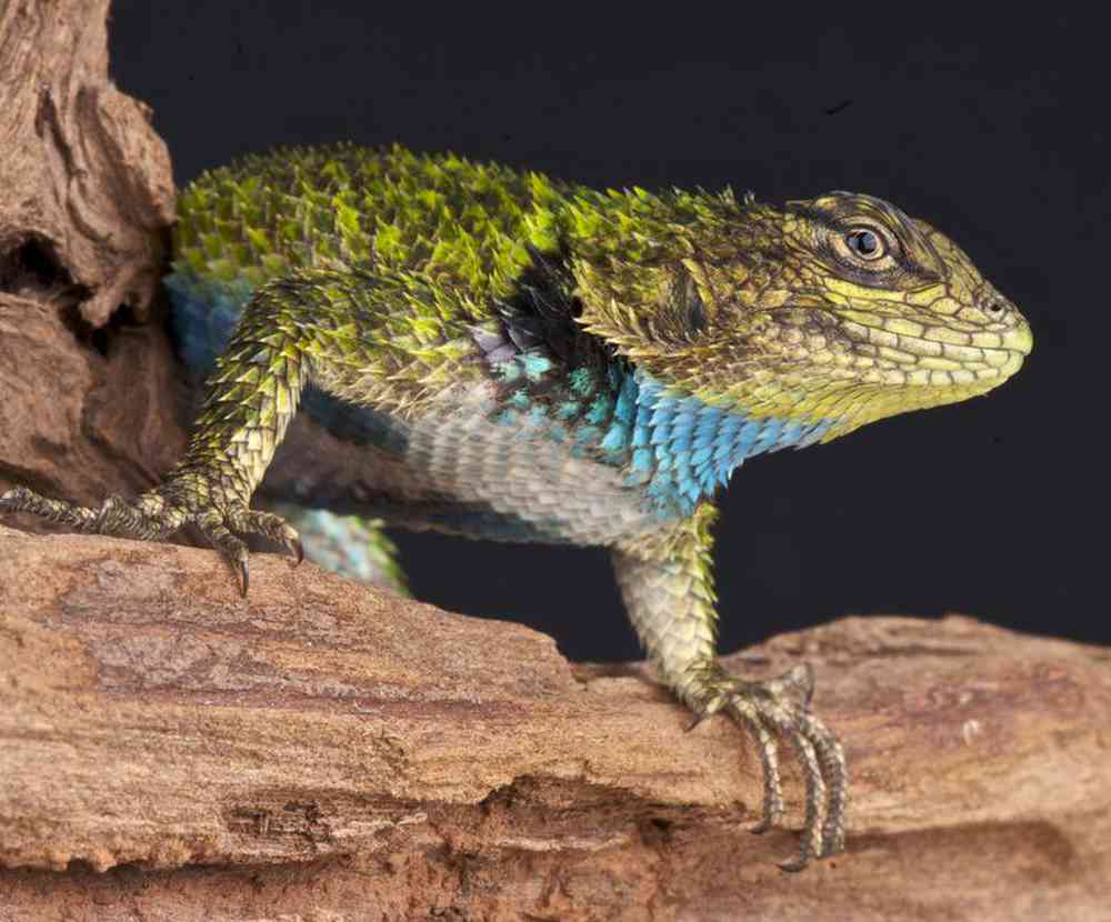 Unknown Lizard Emerald Swift Reptile for sale
