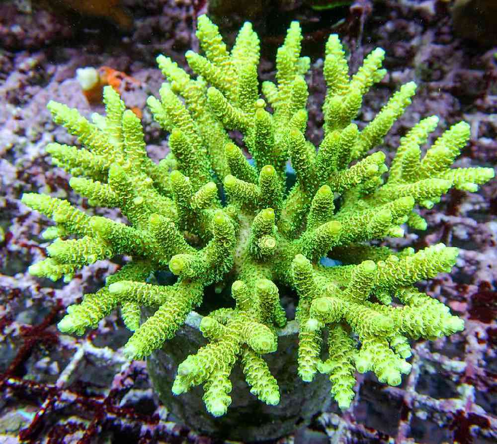Unknown Acropora Green Kermit Coral for sale
