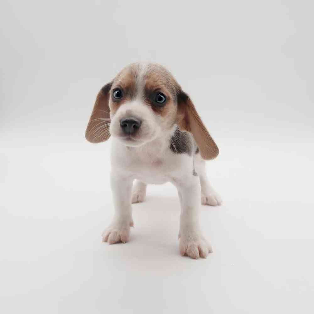 Female Beagle Puppy for Sale in Henderson, NV