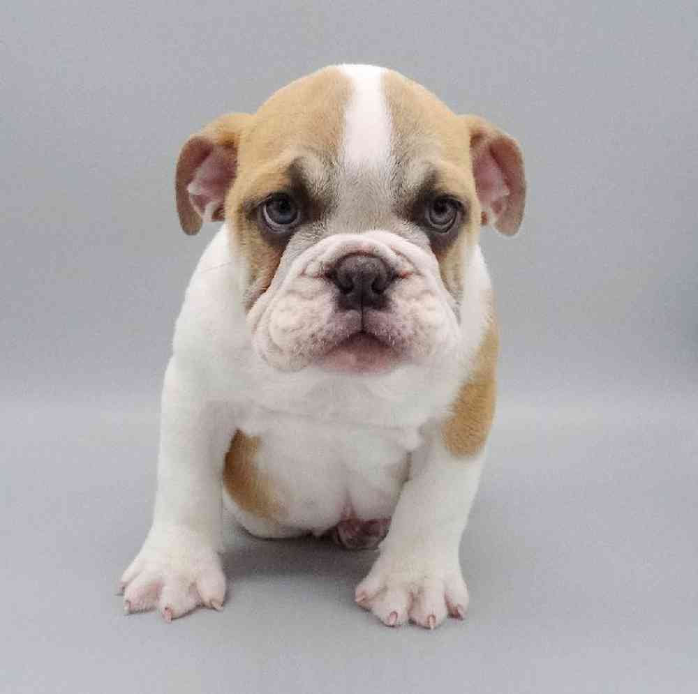 Male Bulldog Puppy for sale