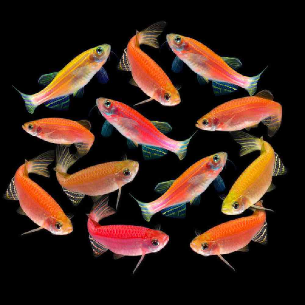 Unknown Glofish Freshwater Fish for sale
