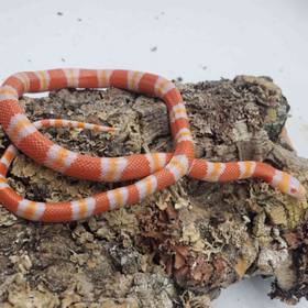Snake Milk Snake Tangerine Albino Honduran