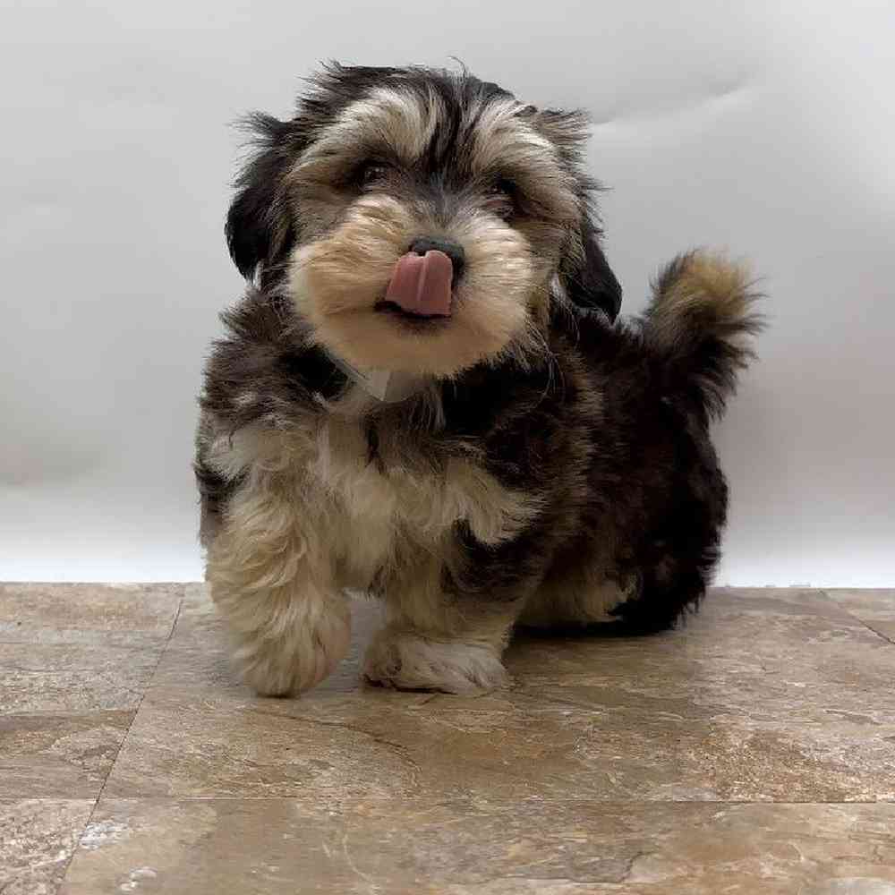 Male Havanese Puppy for Sale in St. George, UT