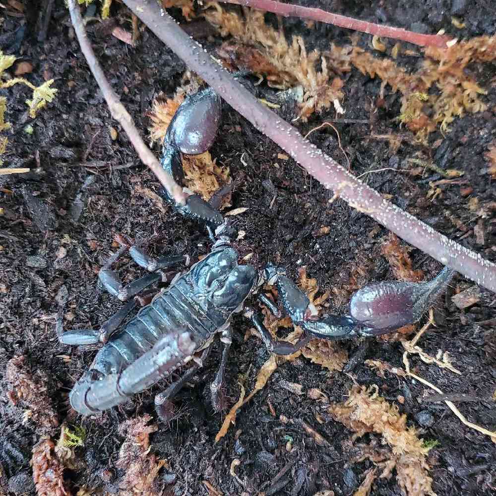 Unknown Asian Forest Scorpion Arachnid for sale
