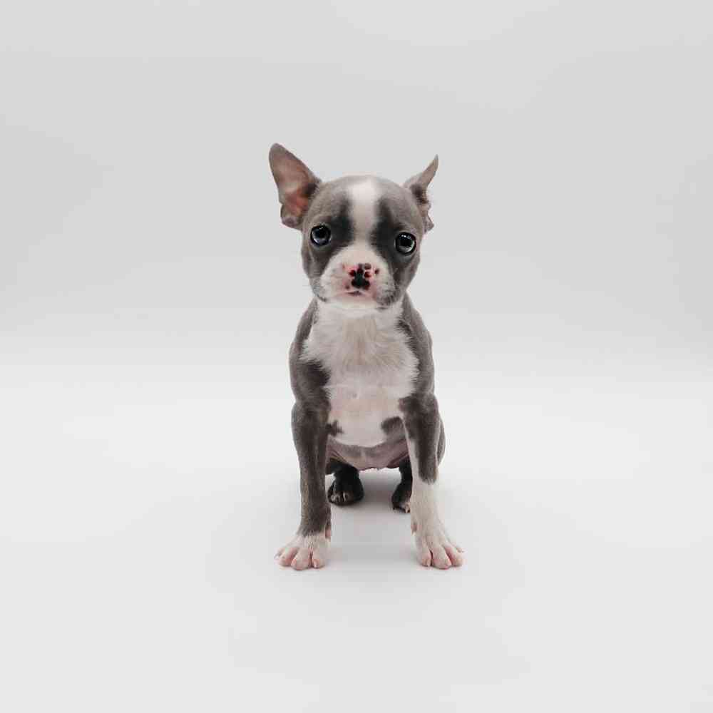 Female Boston Terrier Puppy for Sale in Henderson, NV
