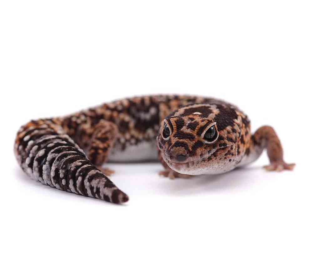Unknown Gecko African Fat Tail Reptile for sale