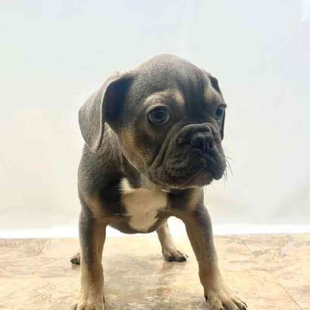 Female French Bulldog Puppy for Sale in St. George, UT