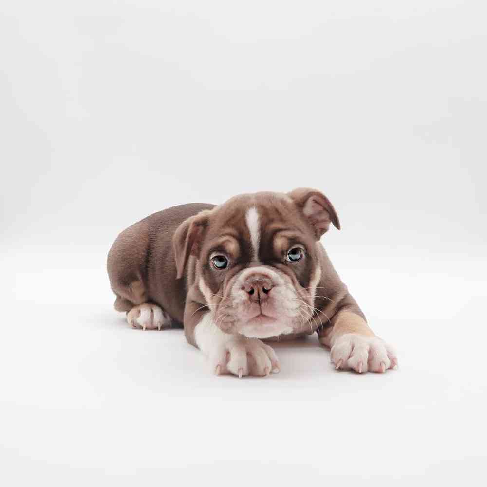 Female Bulldog Puppy for Sale in Henderson, NV