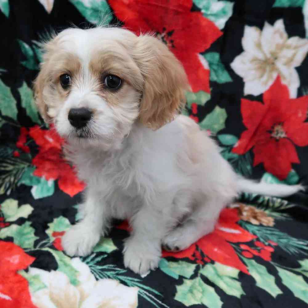 Male Cavachon Puppy for Sale in Saratoga Springs, UT