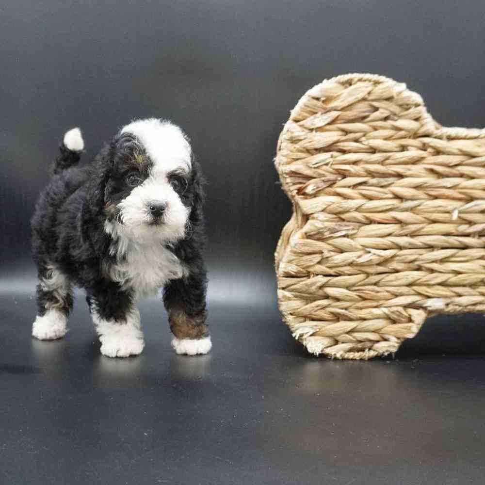 Male Mini Bernedoodle Puppy for Sale in Henderson, NV