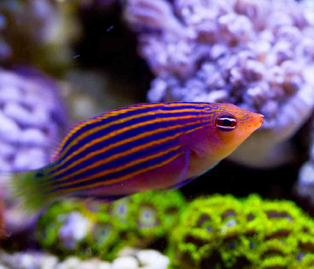 Unknown Wrasses Six-Line Saltwater Fish for sale