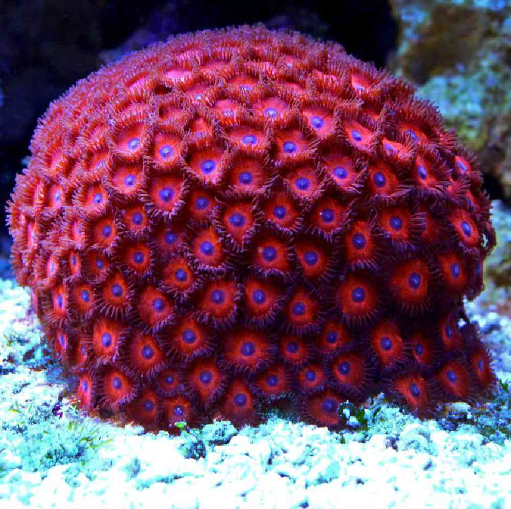 Unknown Zoanthid Nuclear Red Coral for sale