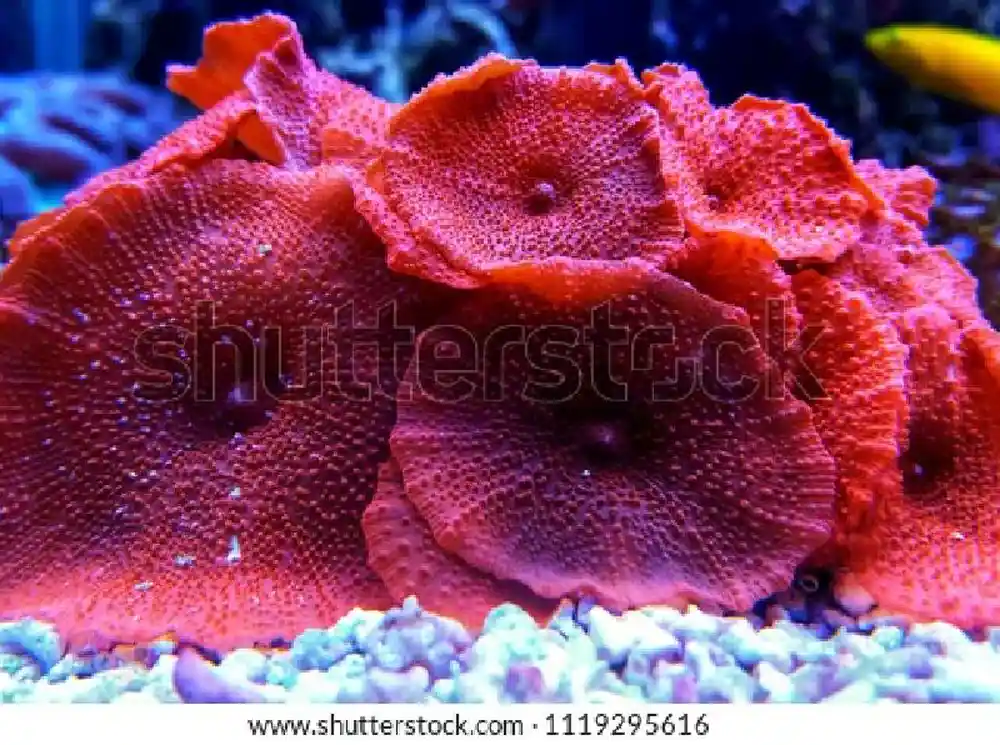 Soft Coral Mushroom Blazing Lavendar