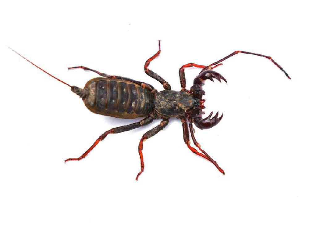 Unknown Scorpion Cave Claw Invertebrates Land for sale