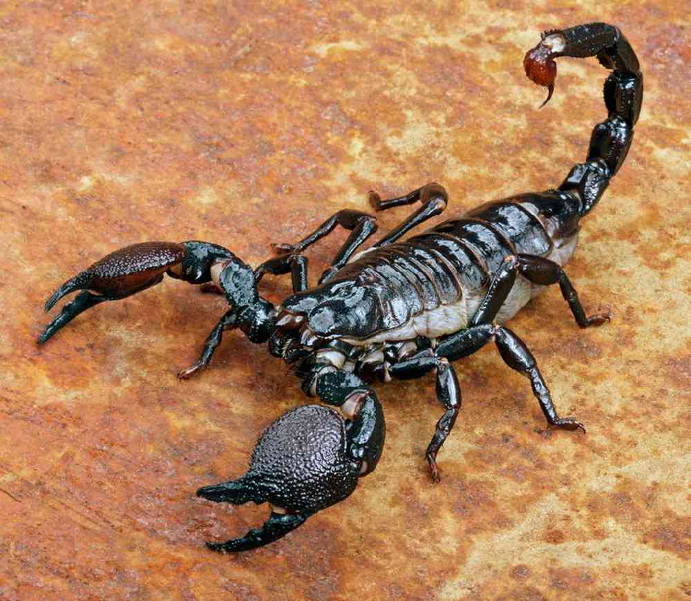 Unknown Scorpion Emperor Invertebrates Land for sale