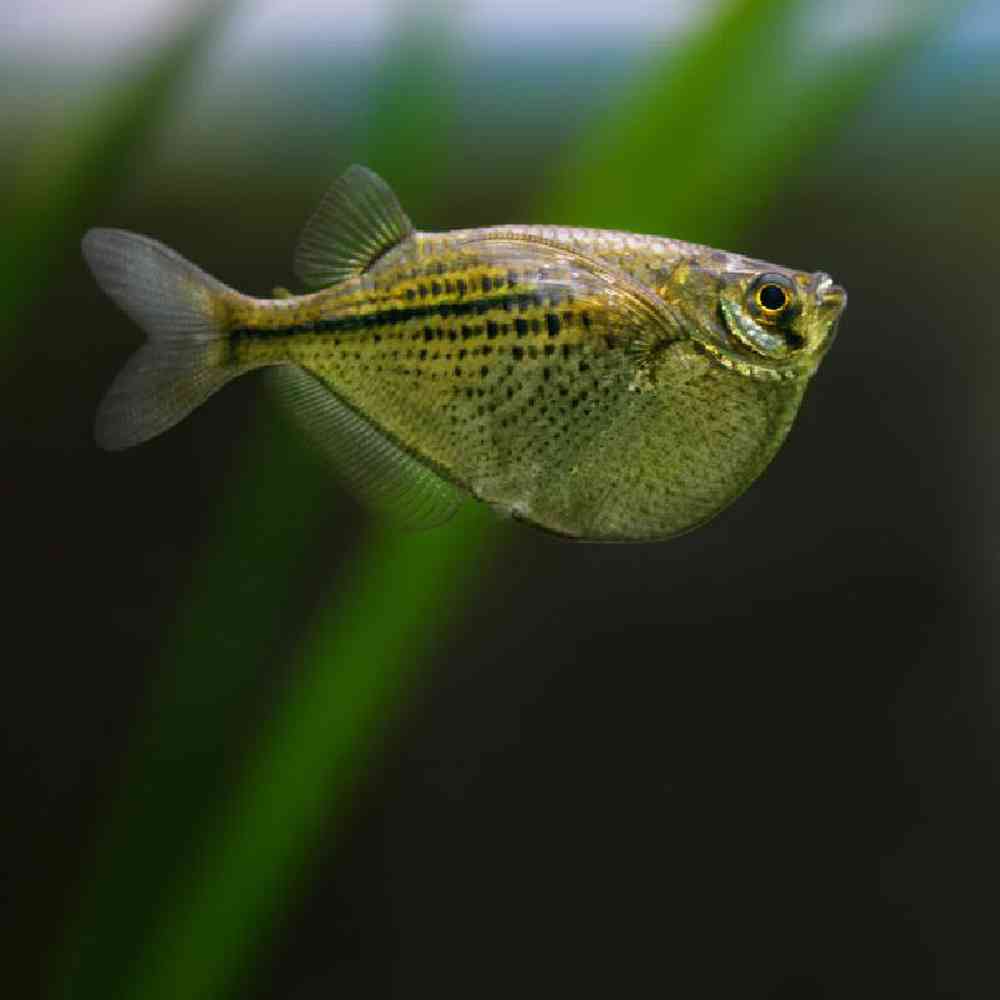 Unknown Hatchets Freshwater Fish for sale
