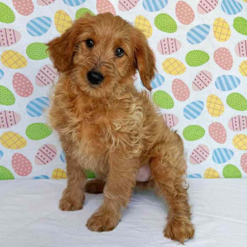 Female Goldendoodle mini Puppy for Sale in Henderson, NV