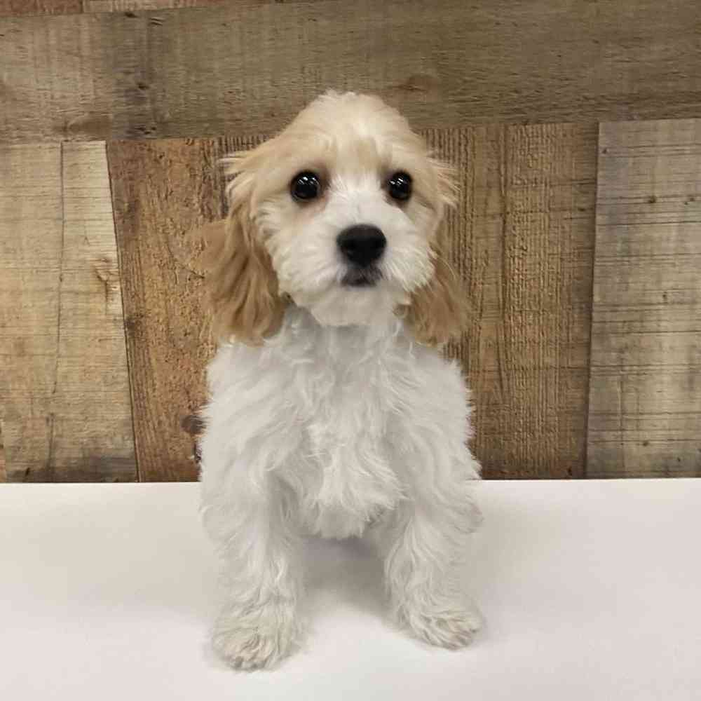 Female Cavachon Puppy for Sale in Las Vegas, NV