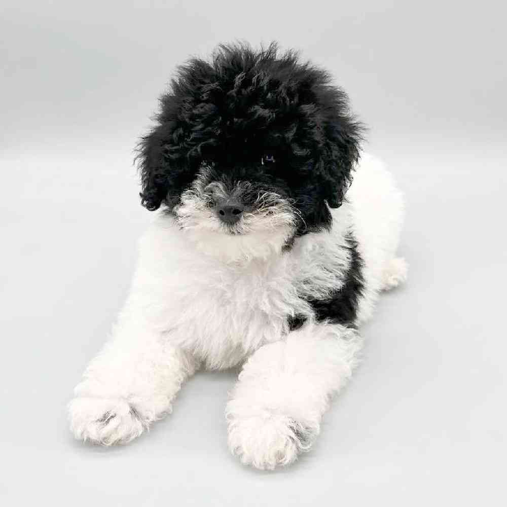 Male Mini Poodle Puppy for Sale in Las Vegas, NV