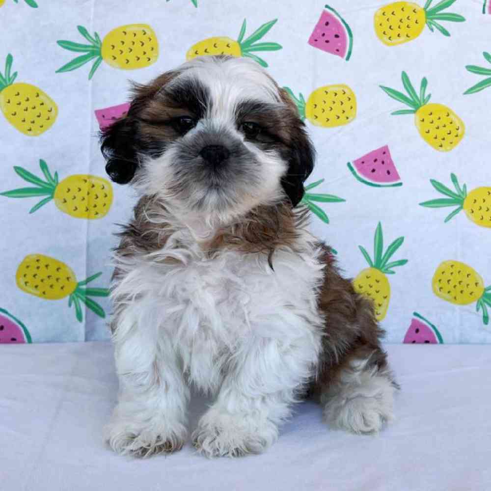 Male Lhasa Apso Puppy for Sale in Henderson, NV
