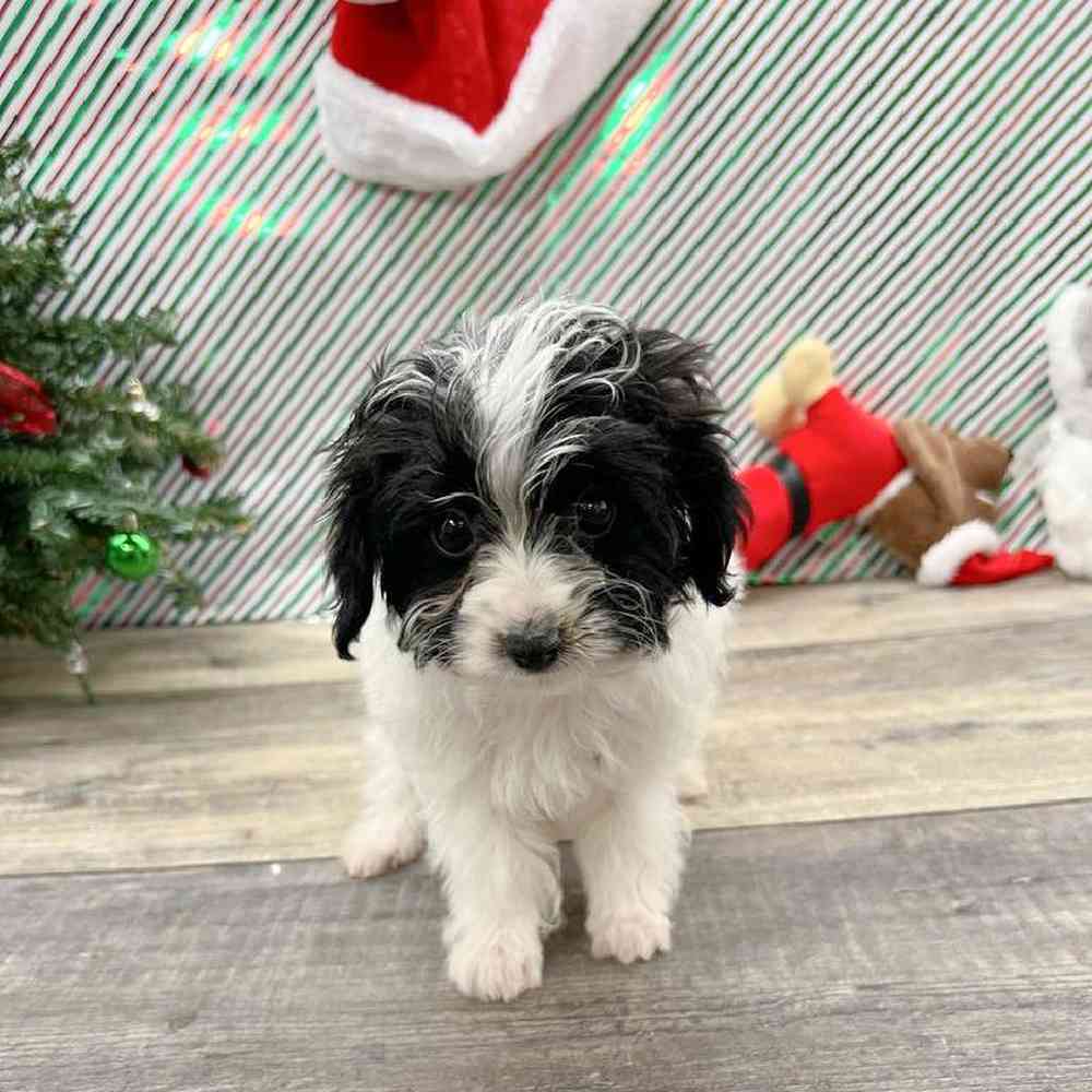 Male Yorkie-Poo Puppy for Sale in Henderson, NV