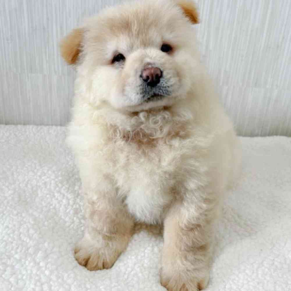 Female Chow Chow Puppy for Sale in Vineyard, UT