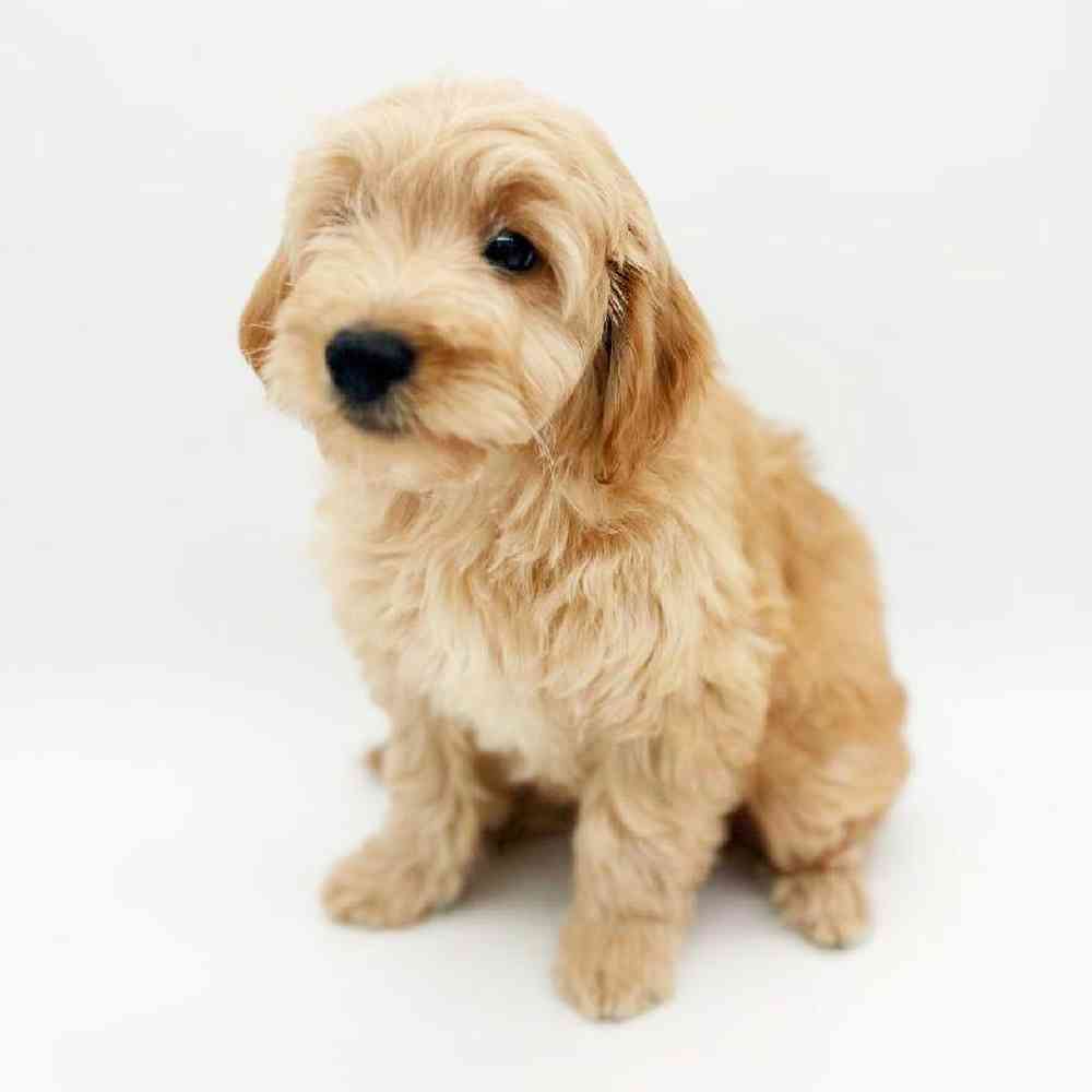 Male Goldendoodle mini Puppy for Sale in Las Vegas, NV
