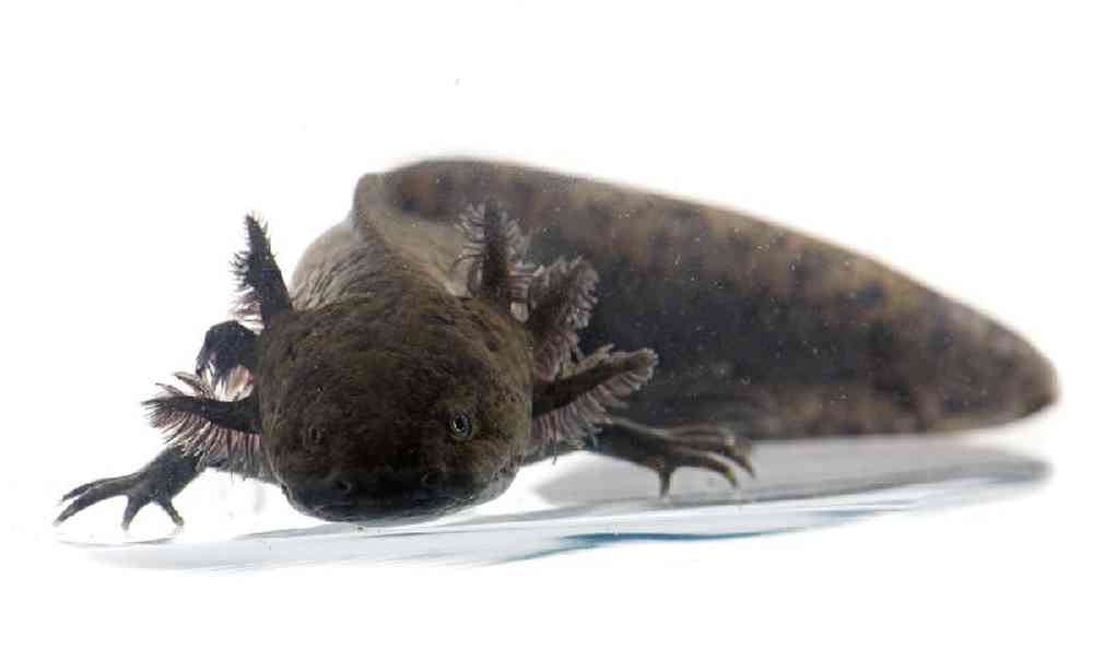 Unknown Axolotl Black Amphibian for sale
