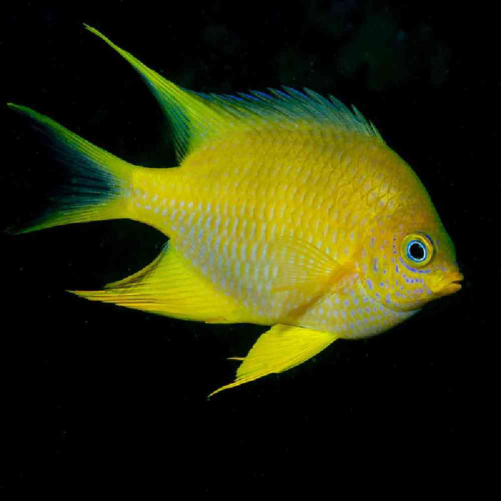 Unknown Damsel Yello Aureus Saltwater Fish for sale