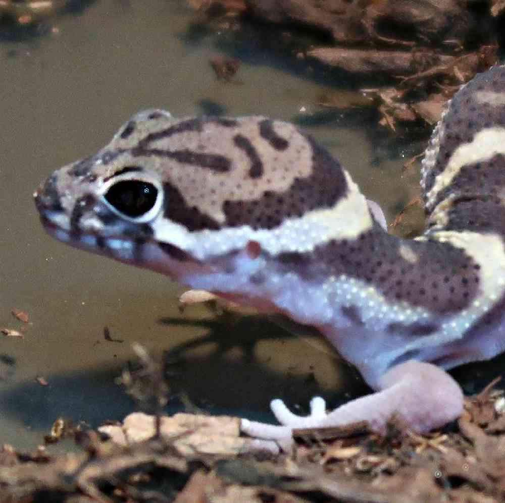 Unknown Banded Gecko Reptile for sale
