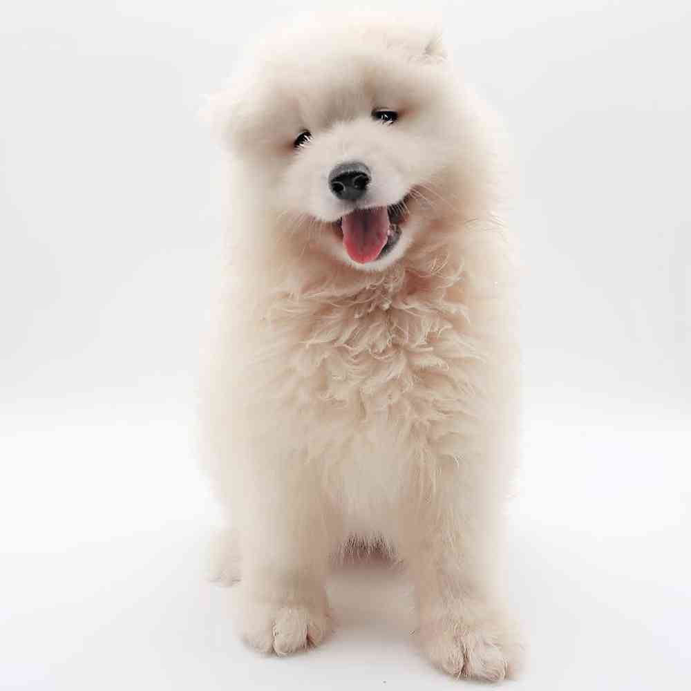 Female Samoyed Puppy for Sale in Henderson, NV