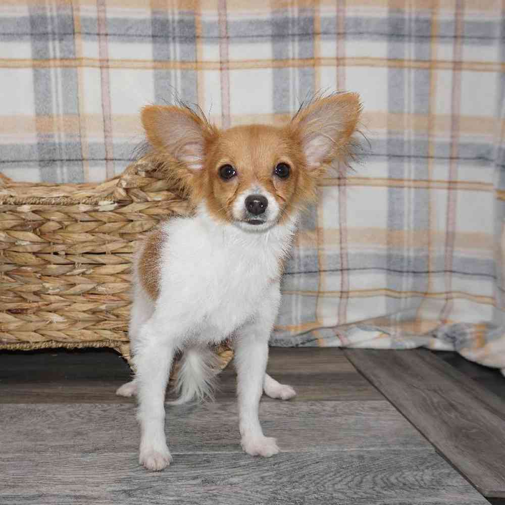 Male Papillon Puppy for Sale in Saratoga Springs, UT