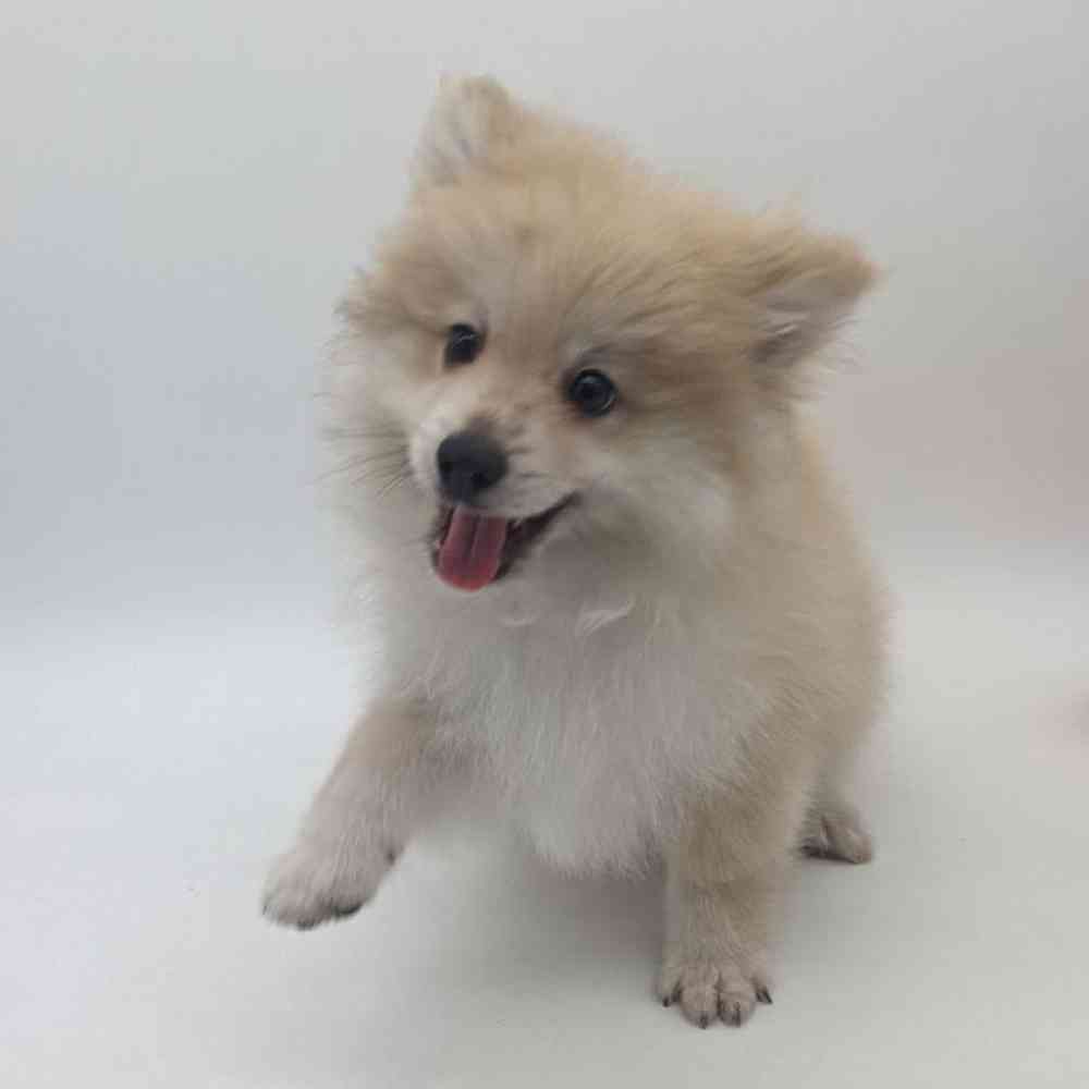 Male Pomeranian Puppy for Sale in Cedar City, UT