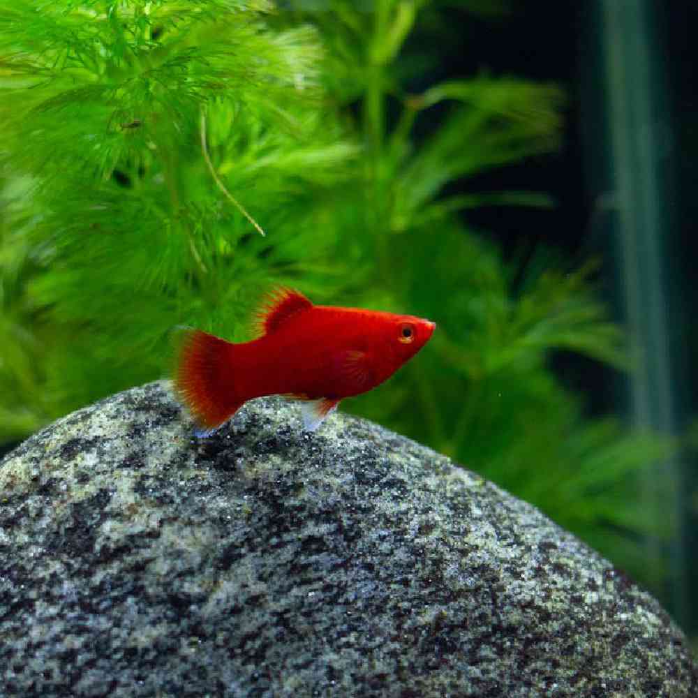 Unknown Platies Freshwater Fish for sale
