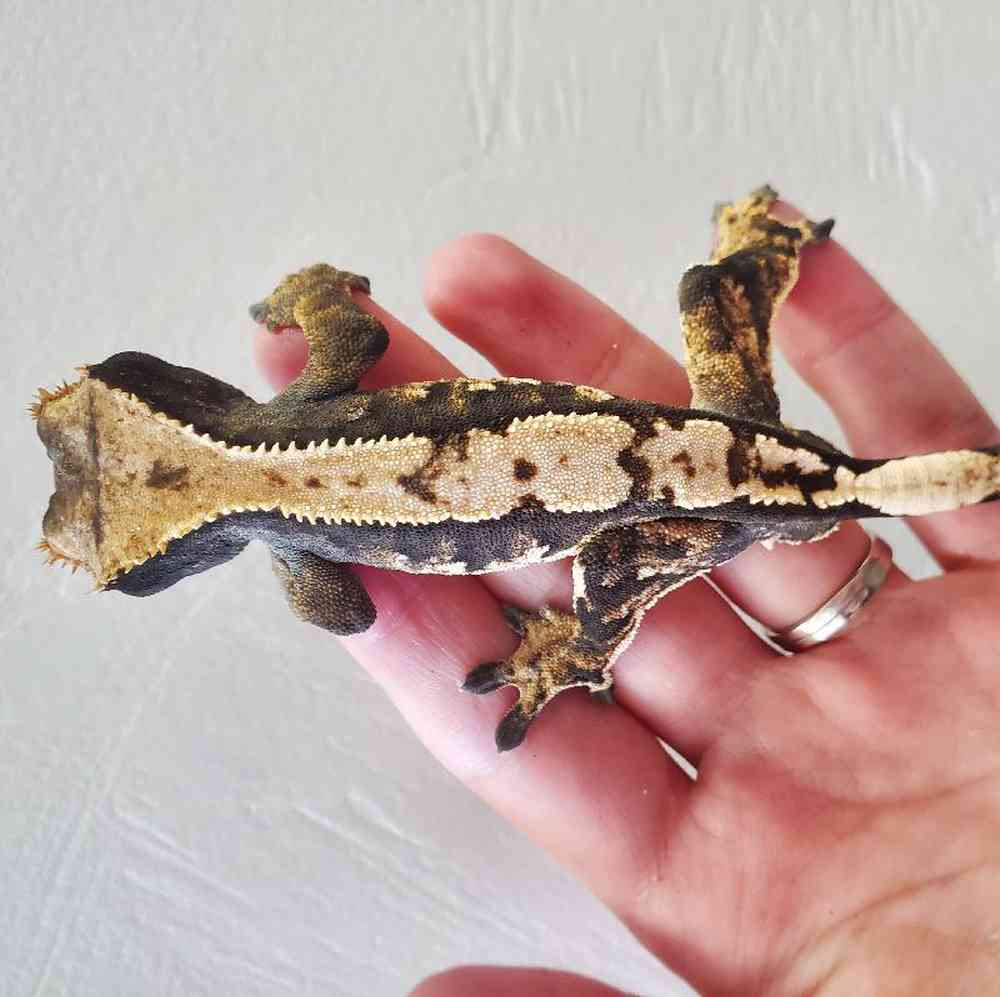 Male crested gecko Reptile for sale