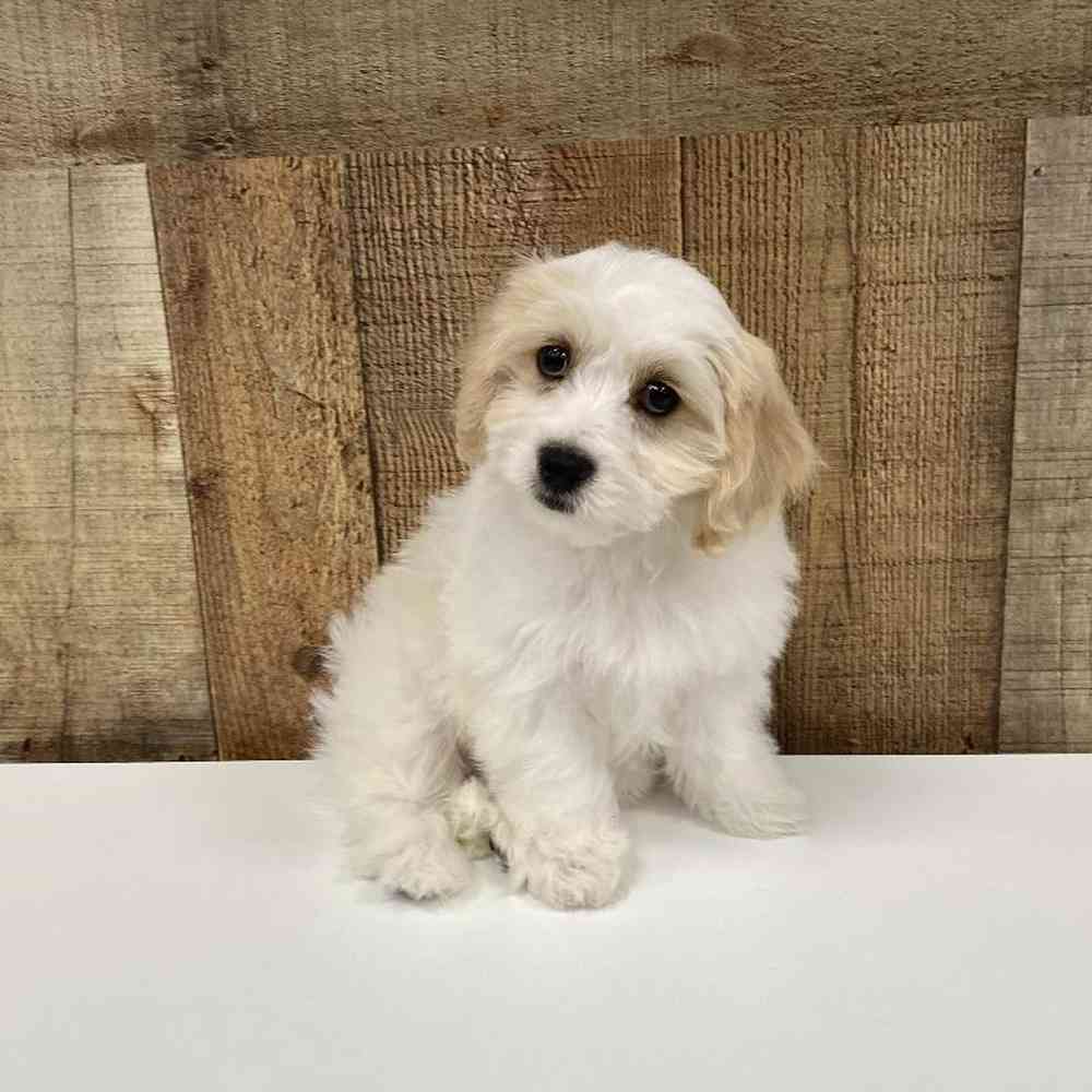 Male Cavachon Puppy for Sale in Las Vegas, NV