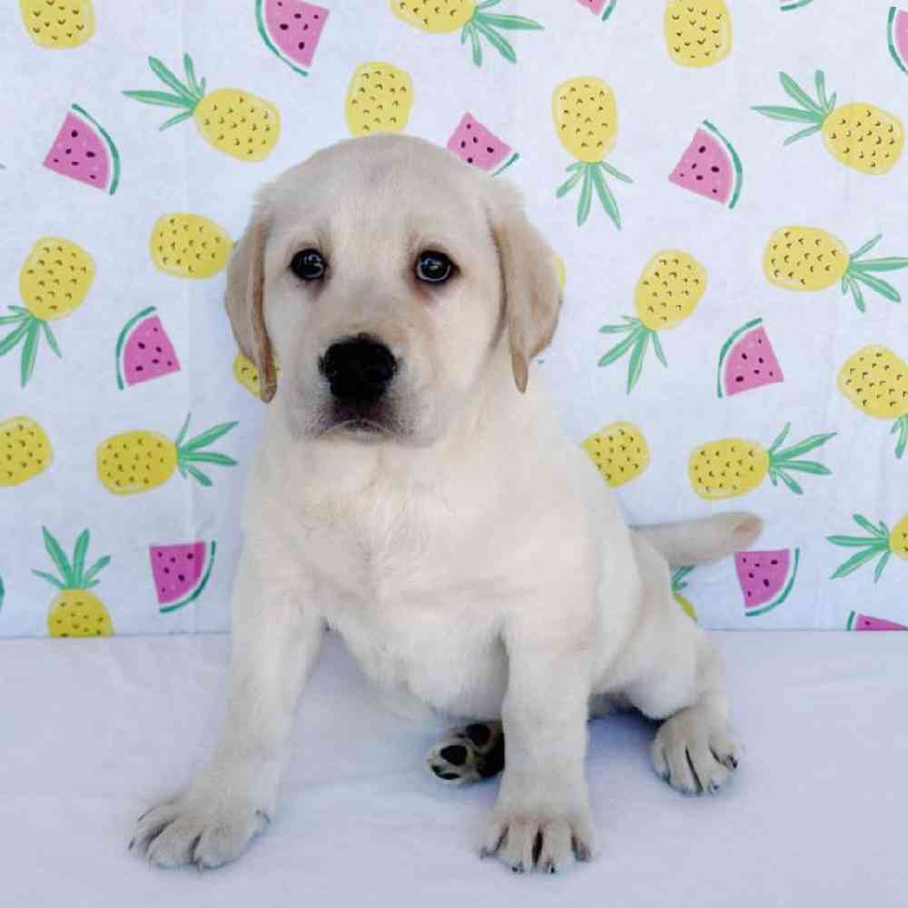 Male Labrador Retriever Puppy for Sale in Henderson, NV