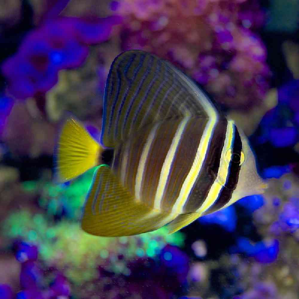 Unknown Tangs Sailfin Saltwater Fish for sale