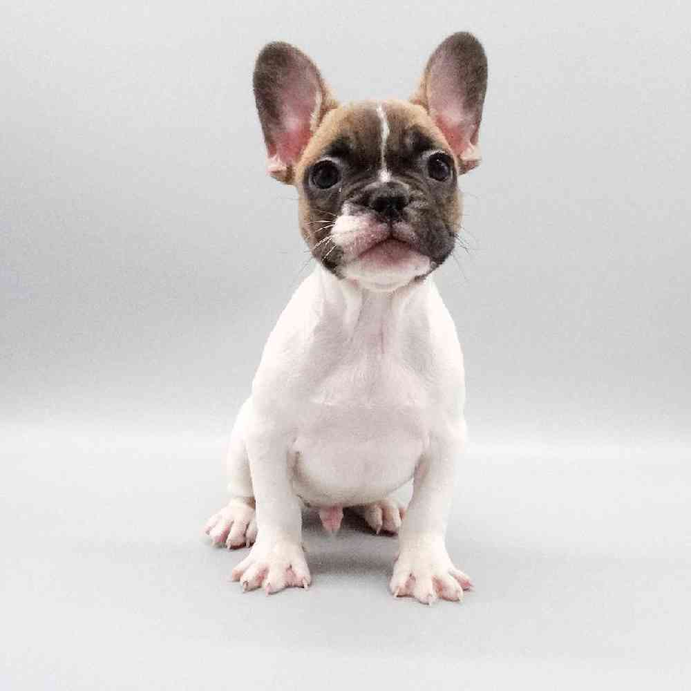 Male French Bulldog Puppy for Sale in Las Vegas, NV