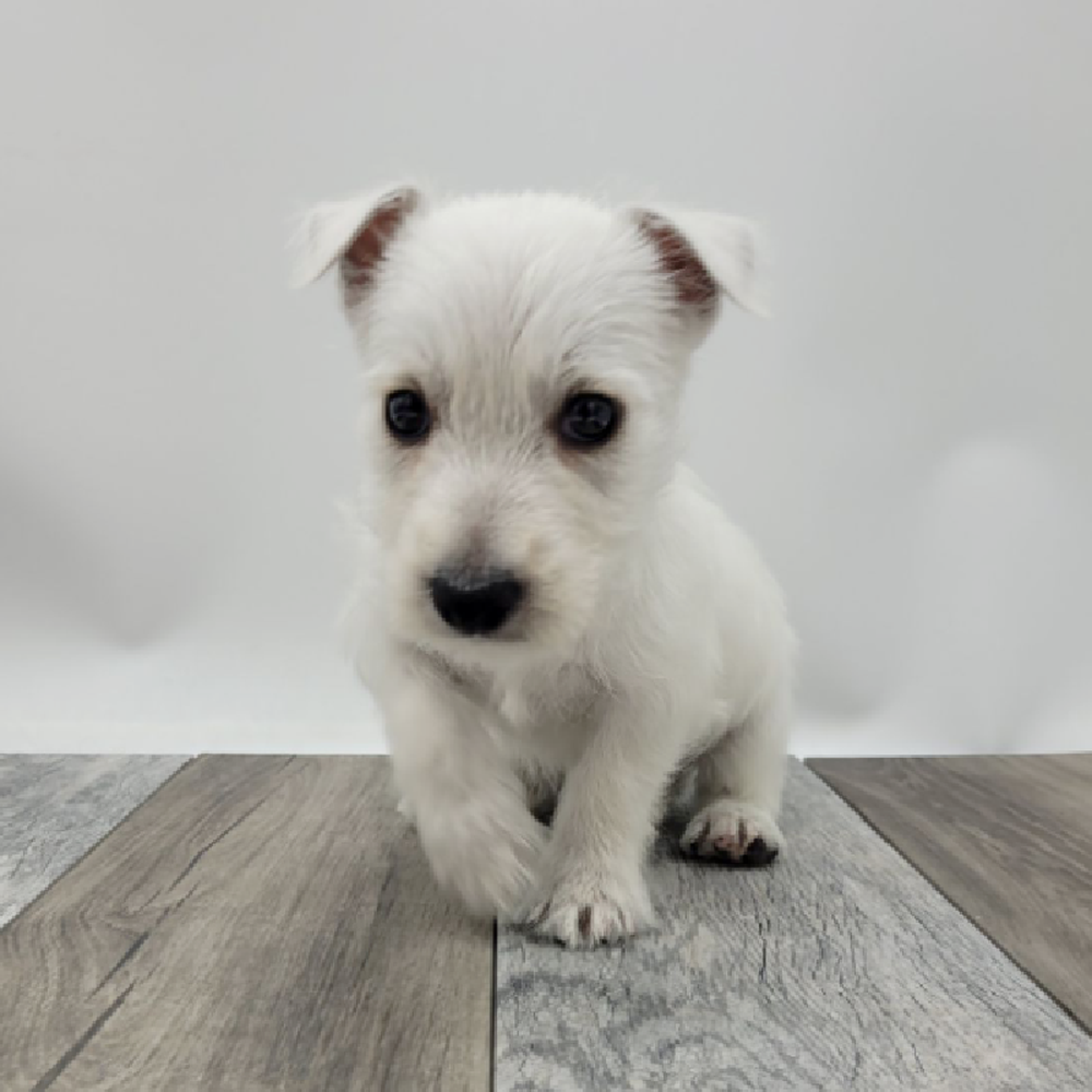 Male West Highland White Terrier Puppy for Sale in West Jordan, UT