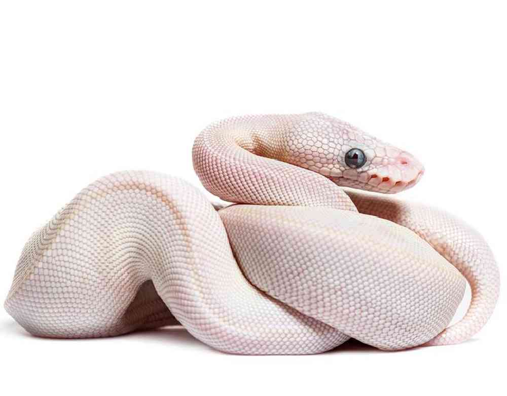 Unknown Snake Ball Python White Diamond Leucistic Reptile for sale