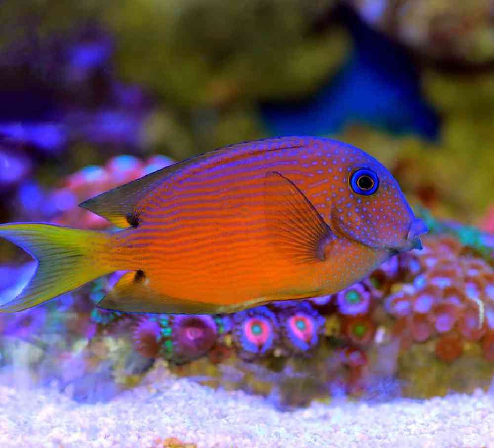 Unknown Tangs Bristletooth Whitetail Yellow Eye Saltwater Fish for sale