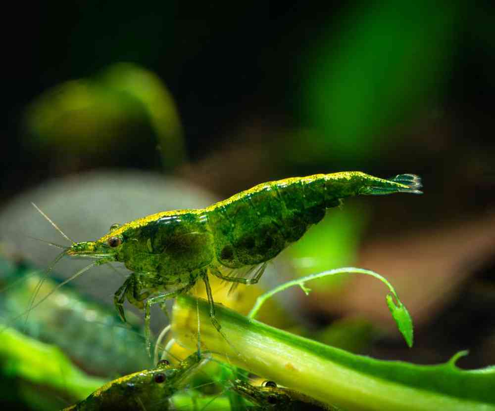 Unknown Shrimp Green Jade Freshwater Inverts for sale