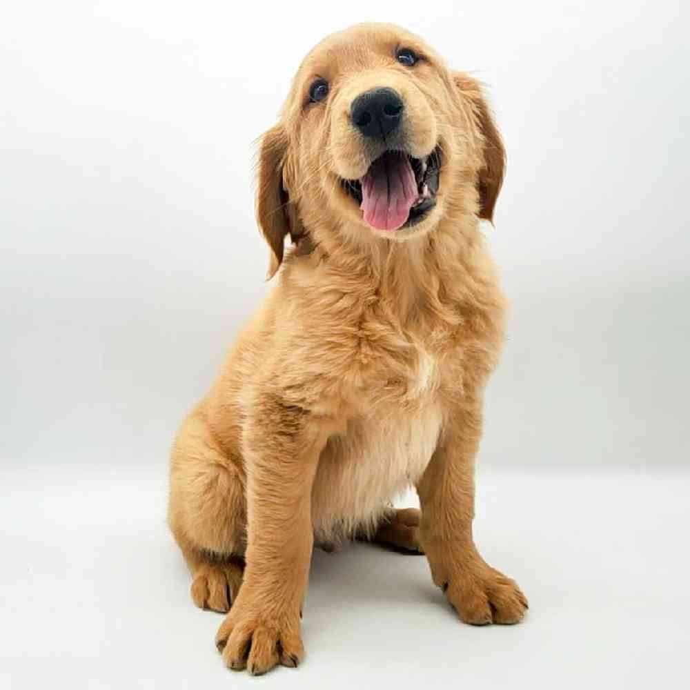 Male Golden Retriever Puppy for Sale in Cedar City, UT