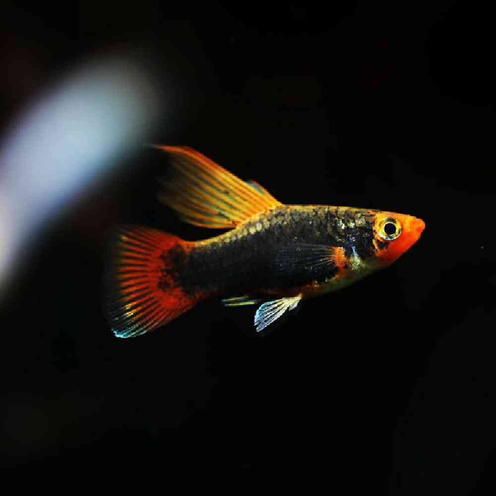 Unknown Platies Freshwater Fish for sale