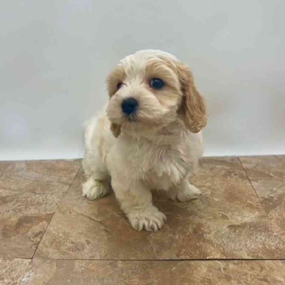 Male Cavachon Puppy for Sale in St. George, UT