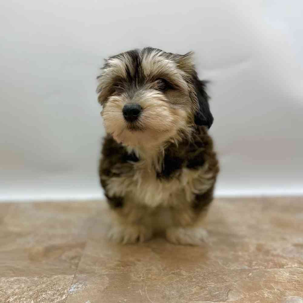 Male Havanese Puppy for Sale in St. George, UT