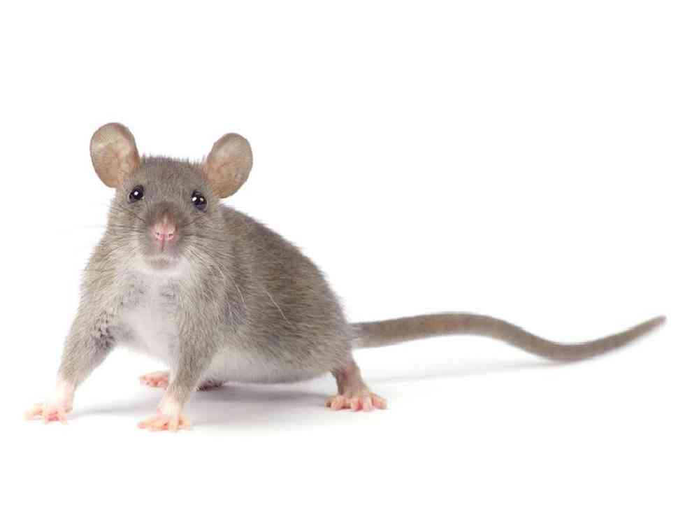 Unknown Rat Small Animal for sale